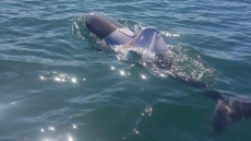 В Западной Австралии спасли одетого в рубашку дельфина