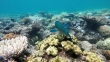 Правительство Австралии заявило на этой неделе о том,  что Большой Барьерный риф ждёт полное исчезновение