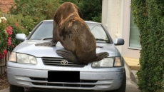 Жители Тасмании обнаружили утром на своём автомобиле морского котика