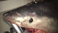 В лодку к австралийскому пенсионеру запрыгнула белая акула